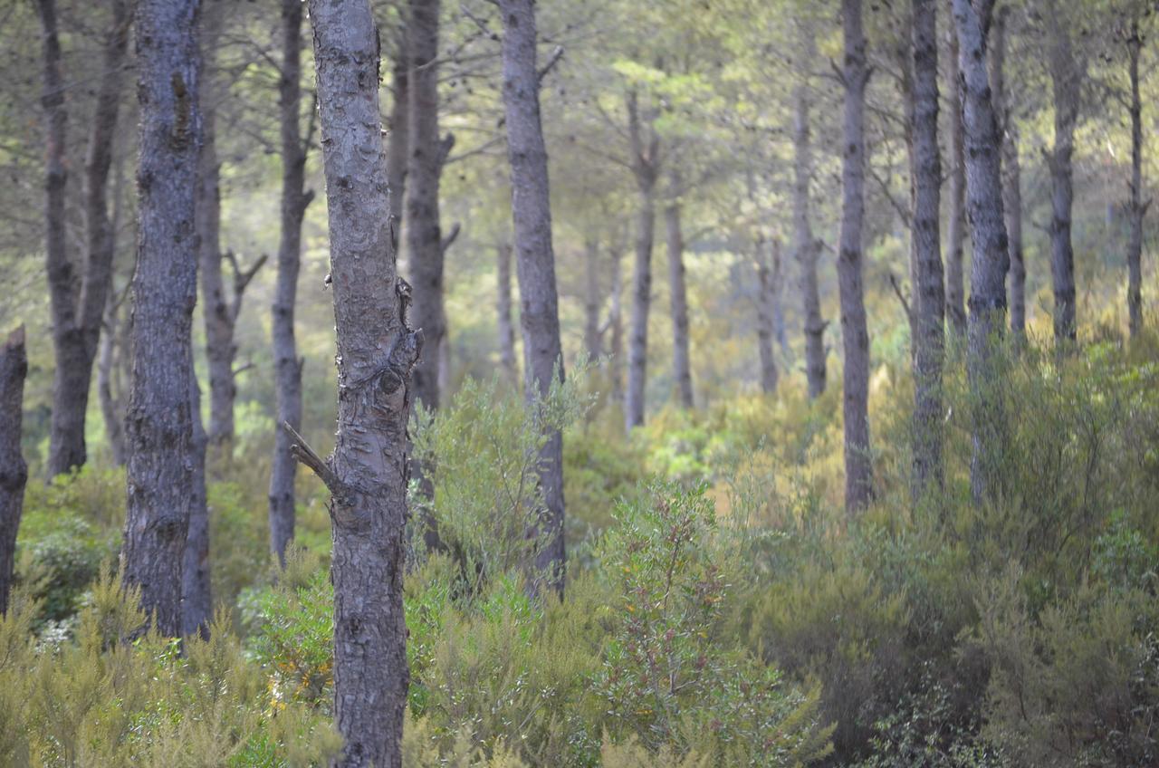 Ferma Jebala Ecolodge Kitane Kültér fotó