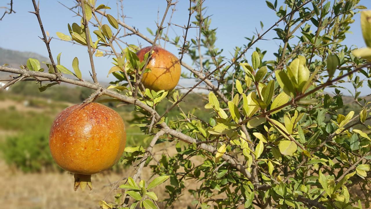 Ferma Jebala Ecolodge Kitane Kültér fotó